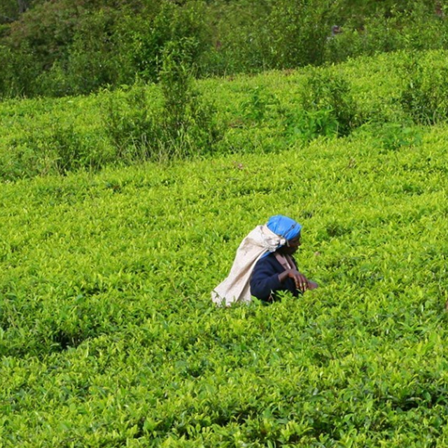 印度的茶文化