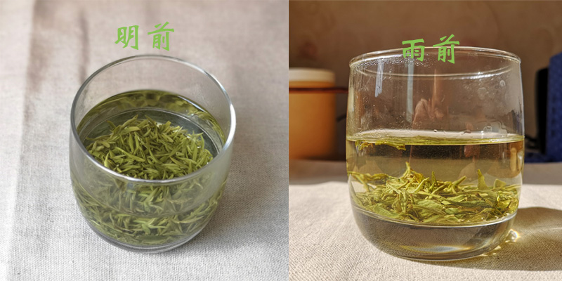 明前碧螺春雨前碧螺春茶汤对比