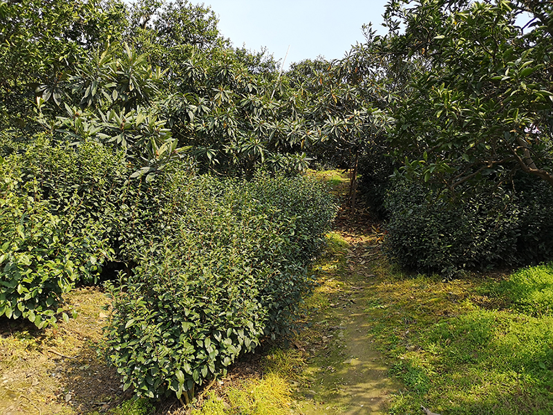 上山采茶