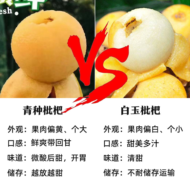 青种枇杷和白玉枇杷