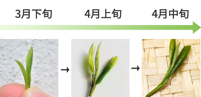 青叶变化