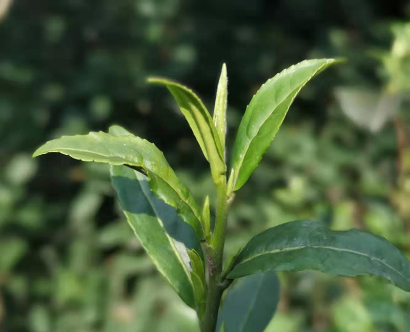 碧螺春品种