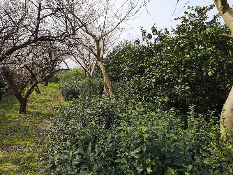 碧螺春种植