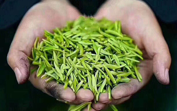 辛勤茶农