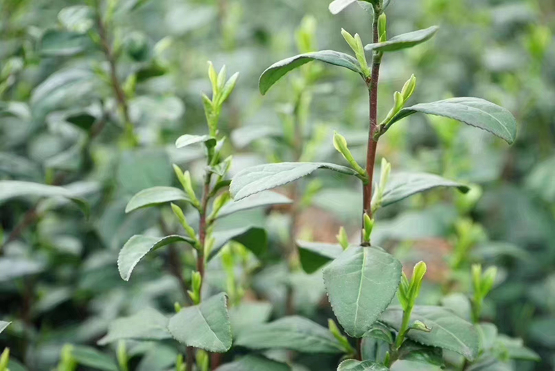 碧螺春茶树品种