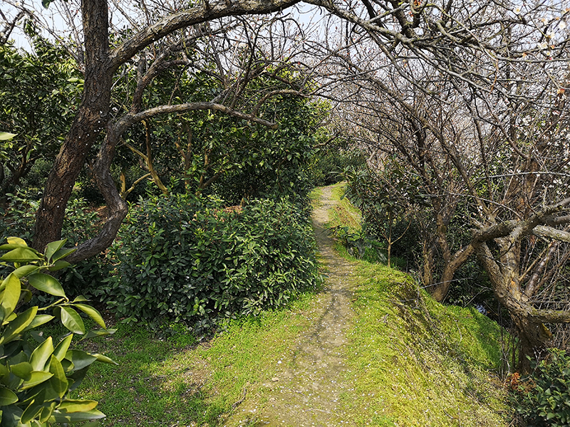 碧螺春环境