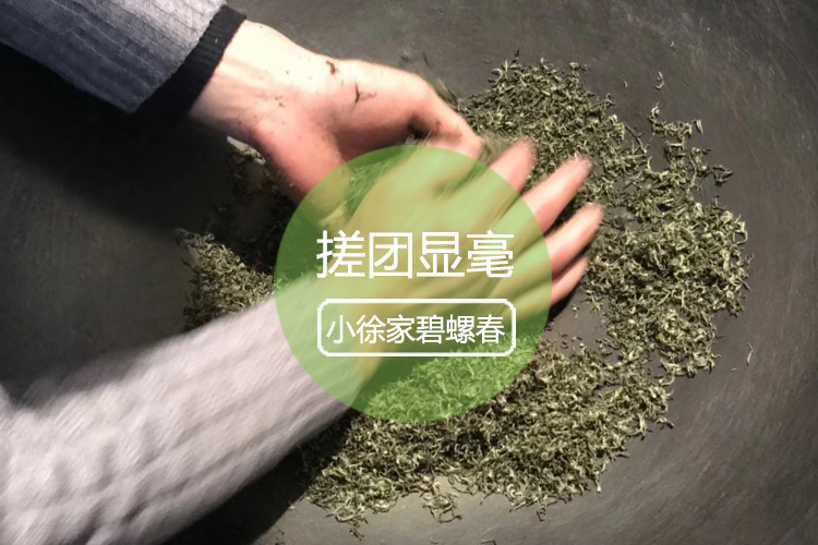 碧螺春搓团显毫