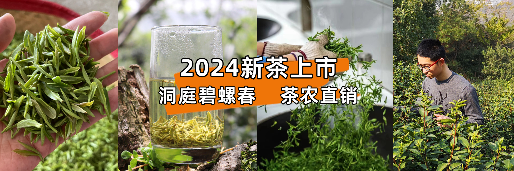 2024年洞庭碧螺春新茶上市！春茶预售开启