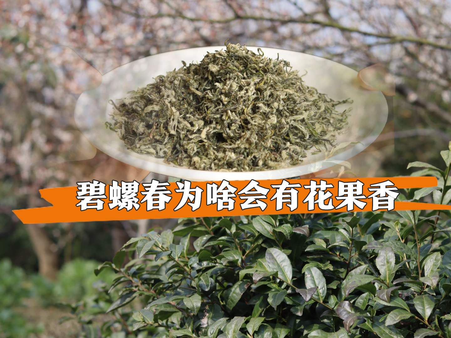 碧螺春为什么会有花果香