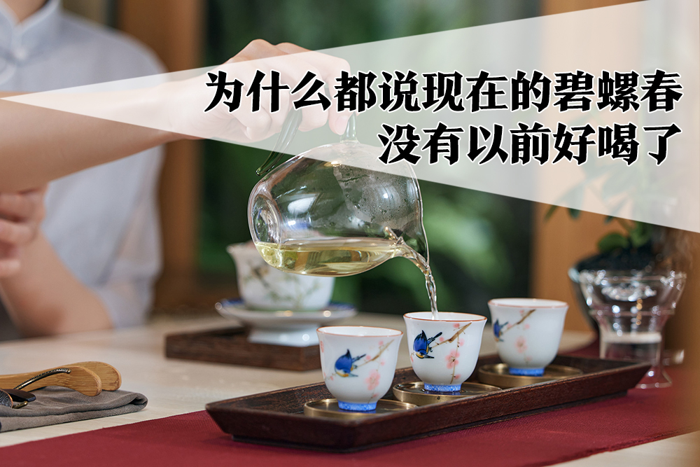 为什么都说现在的碧螺春没有以前好喝了