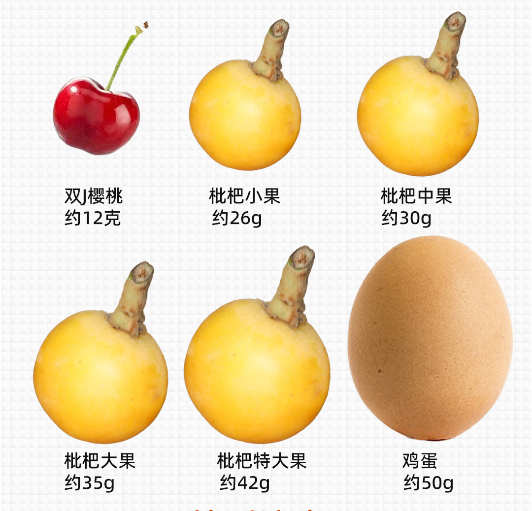 白玉枇杷