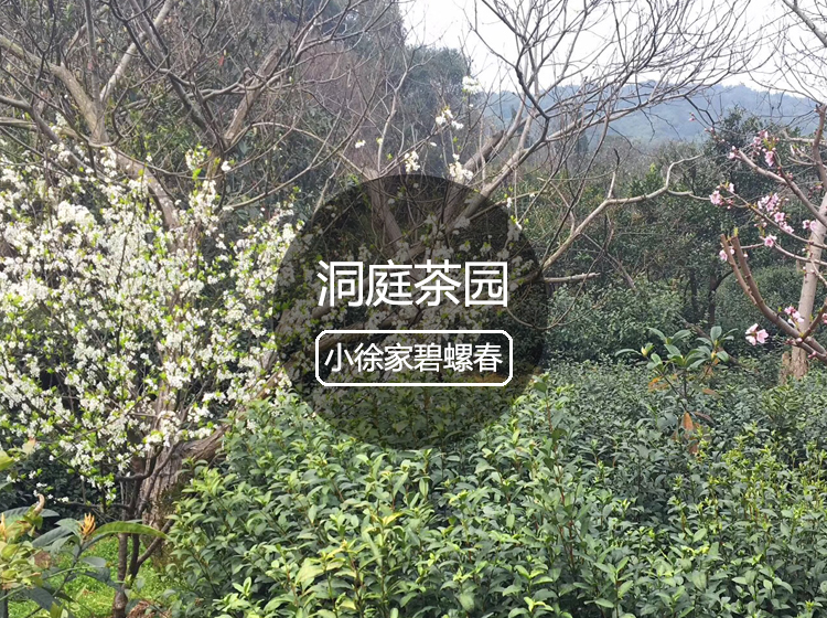 洞庭茶园