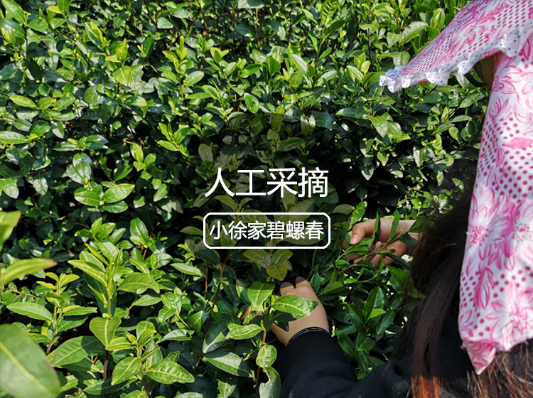 人工采摘